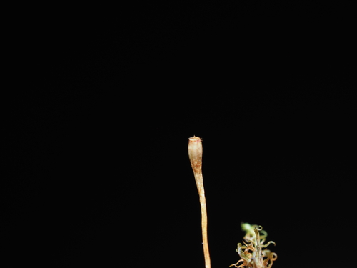Image of Ulota obtusiuscula by no rights reserved