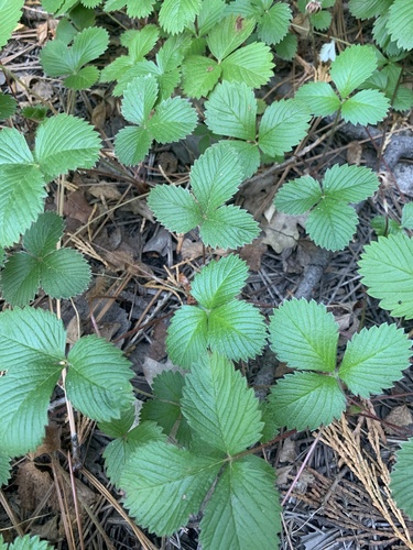 iNaturalist observation photo of woodland strawberry