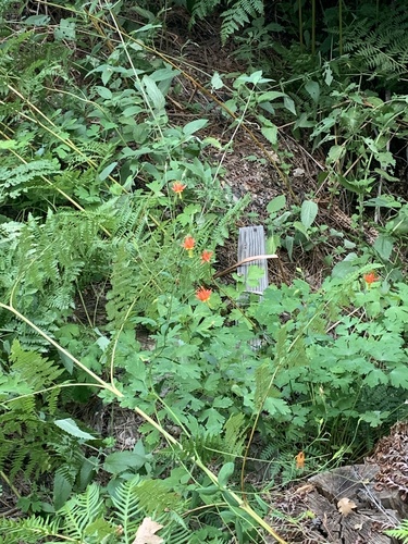 iNaturalist observation photo of western columbine