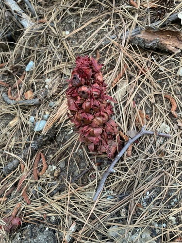 iNaturalist observation photo of Snowplant