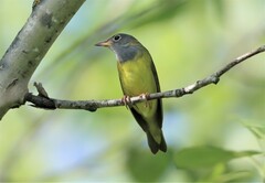 Connecticut Warbler photo 3