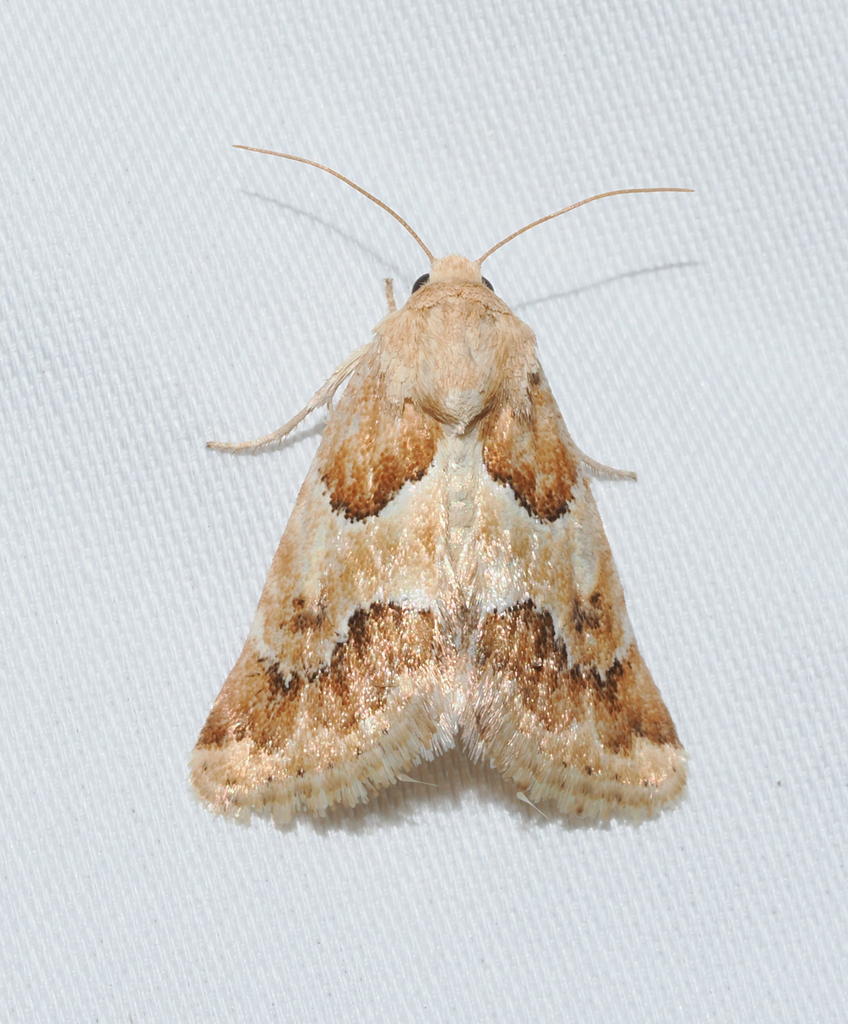 Schinia walsinghami