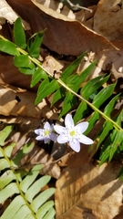 Hepatica americana