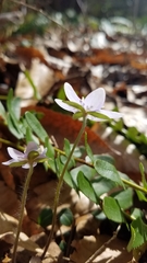 Hepatica americana