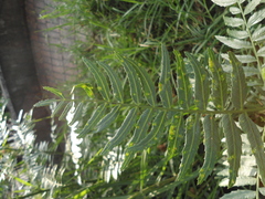 Schinus molle