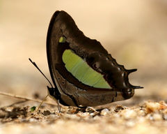Polyura bharata