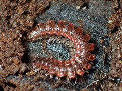 Pseudopolydesmus erasus