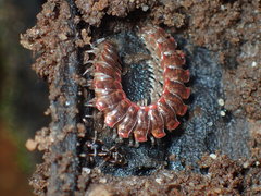 Pseudopolydesmus erasus