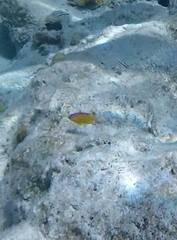 Stegastes leucostictus