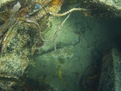 Chilomycterus reticulatus