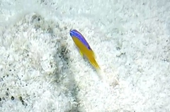 Stegastes leucostictus