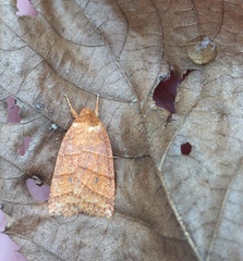 Pyreferra hesperidago