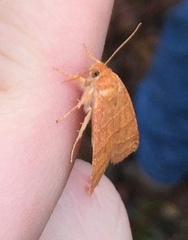 Pyreferra hesperidago