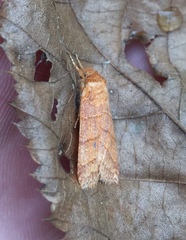 Pyreferra hesperidago