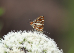 Cigaritis schistacea