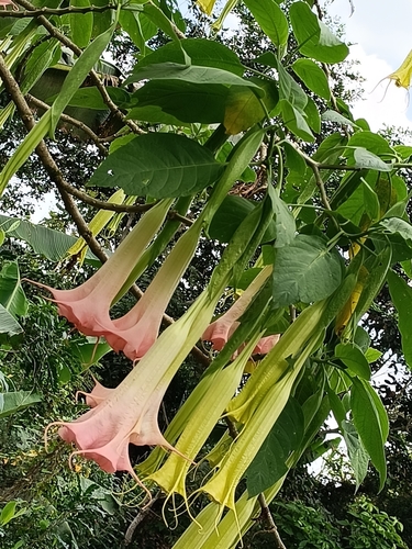 Brugmansia versicolor