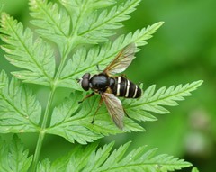 Sericomyia nigra