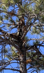 Arceuthobium vaginatum