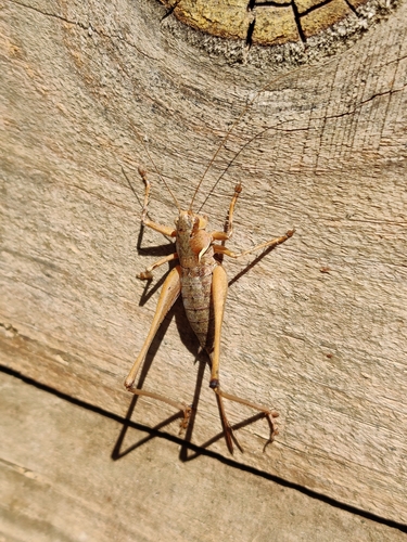 Portuguese Mountain Bush-cricket