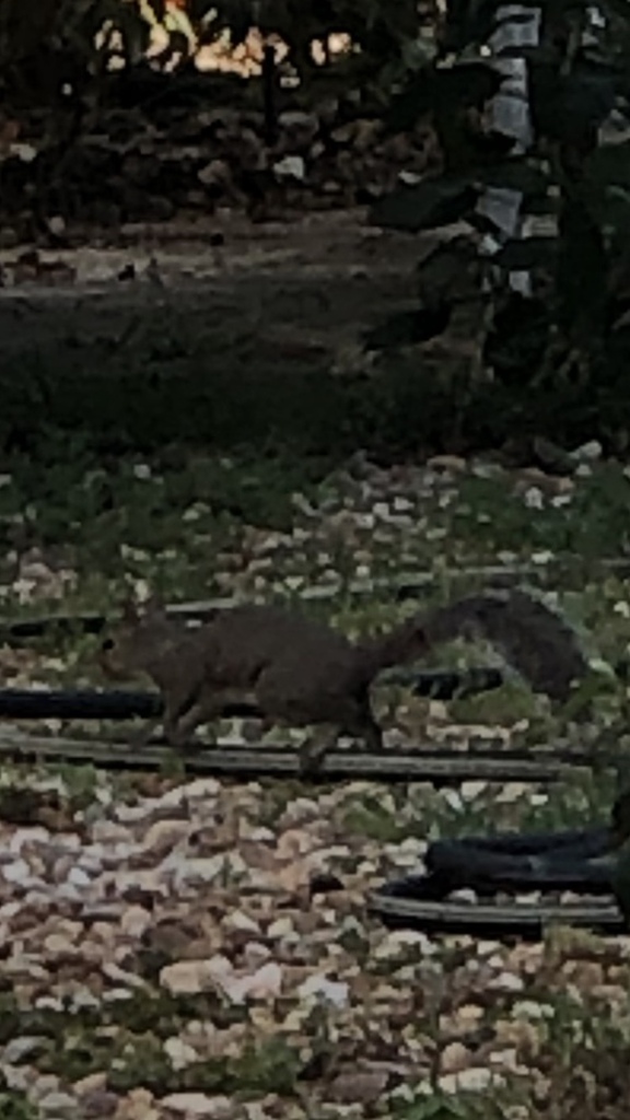 Eastern Gray Squirrel from NW 95th St, Gainesville, FL, US on September
