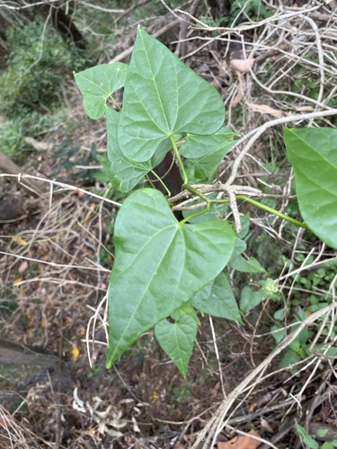Tinospora smilacina, photograph 5