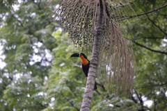 Ramphastos vitellinus ariel