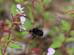 Bombus diligens