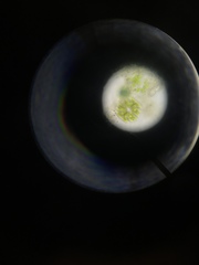 Micrasterias truncata