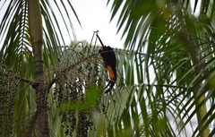 Ramphastos vitellinus ariel
