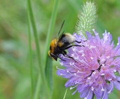 Volucella bombylans