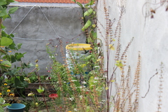 Cynanthus latirostris