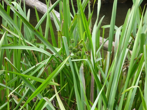 Branched Bur-reed