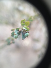 Euphorbia eichleri
