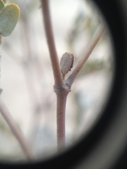 Euphorbia eichleri