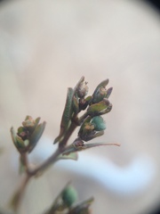 Euphorbia eichleri