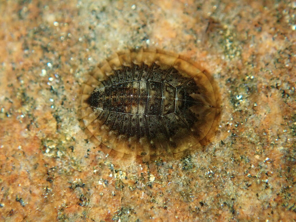 Psephenus falli