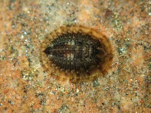 Psephenus falli
