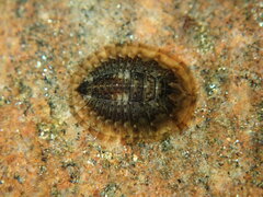 Psephenus falli