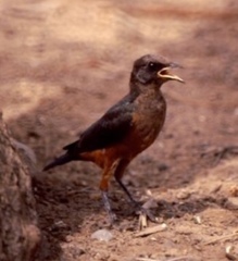 Lamprotornis pulcher