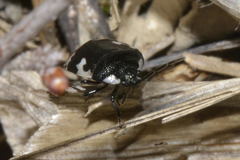 Tritomegas bicolor