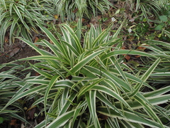Chlorophytum comosum