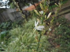 Chlorophytum comosum