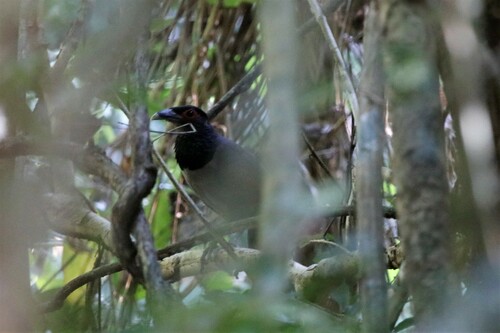 Rufous-winged Ground Cuckoo (Neomorphus rufipennis), photo 3