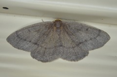 Lambdina pellucidaria