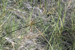 Juncus balticus ater