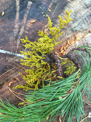 Arceuthobium campylopodum