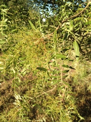 Schinopsis lorentzii