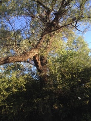 Schinopsis lorentzii