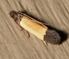 Anacampsis coverdalella
