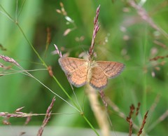 Idaea serpentata